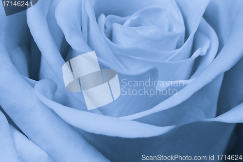 Image of blue rose close up