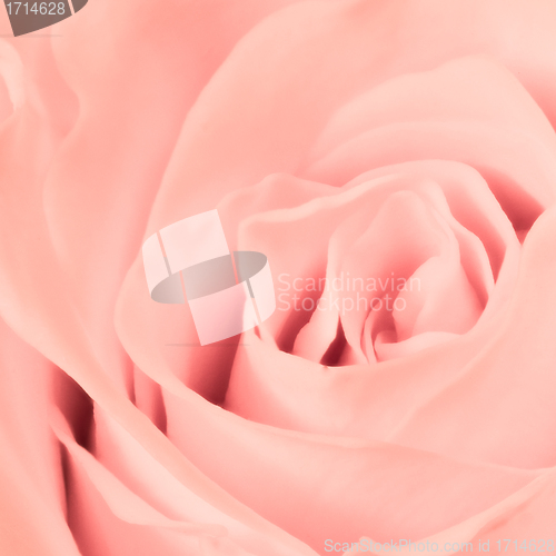 Image of pink rose close up