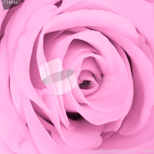 Image of pink rose close up