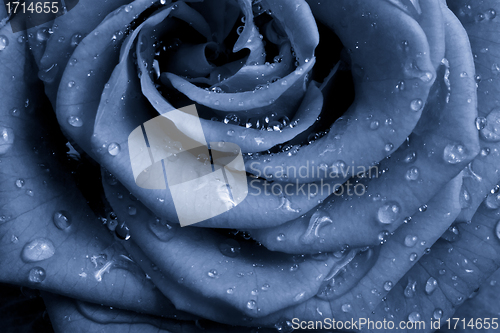 Image of blue rose