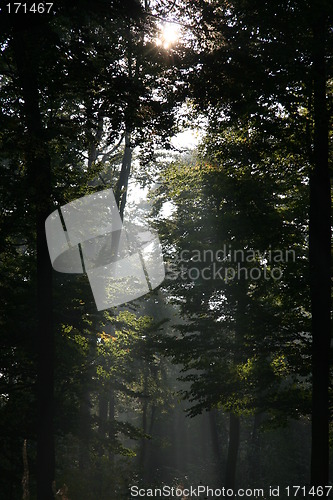 Image of Mysterious sunlight and fog in the forest