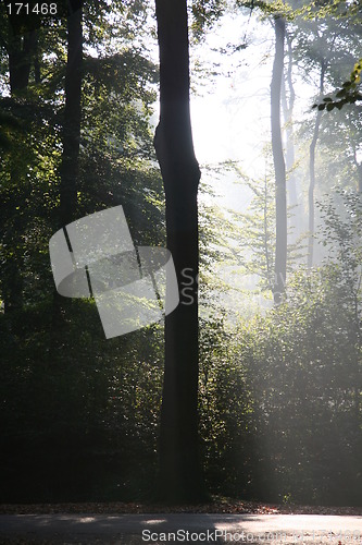 Image of Mysterious sunlight and fog in the forest