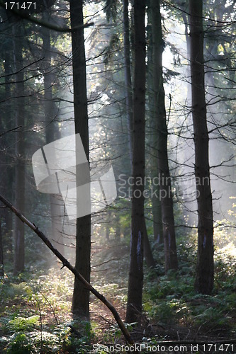 Image of Mysterious sunlight and fog in the forest