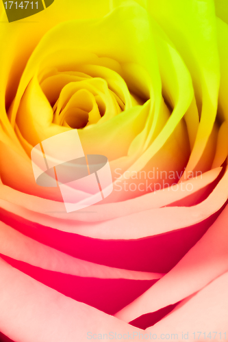 Image of multicolor rose