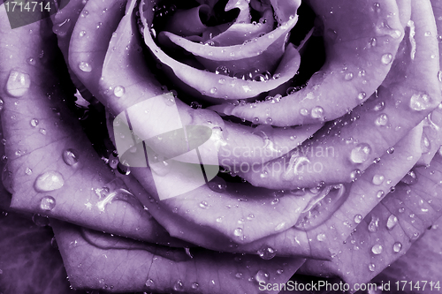Image of violet rose