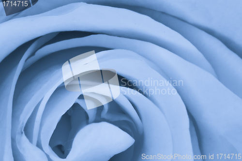 Image of blue rose close up