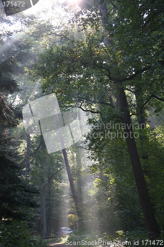 Image of Mysterious sunlight and fog in the forest
