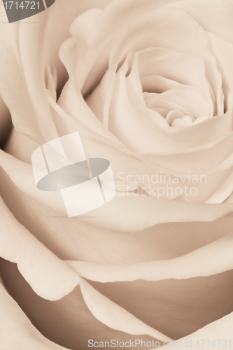 Image of white rose close up