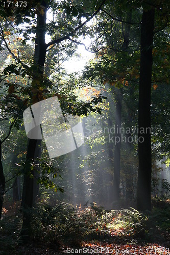 Image of Mysterious sunlight and fog in the forest