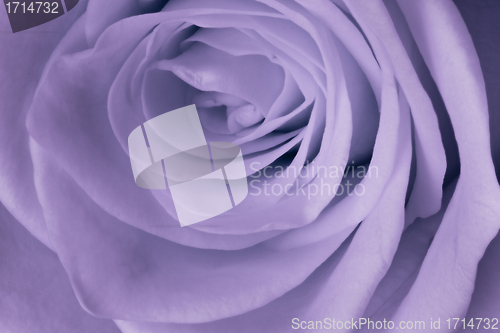 Image of violet rose close up