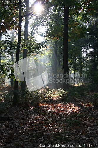 Image of Mysterious sunlight and fog in the forest