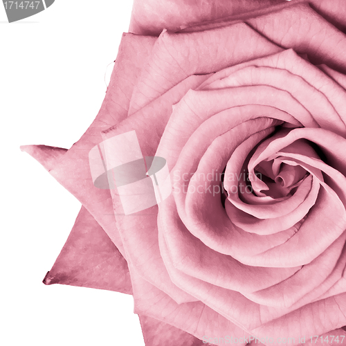 Image of pink rose