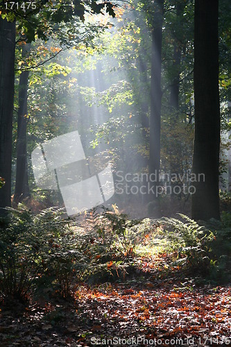 Image of Mysterious sunlight and fog in the forest