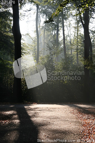 Image of Mysterious sunlight and fog in the forest