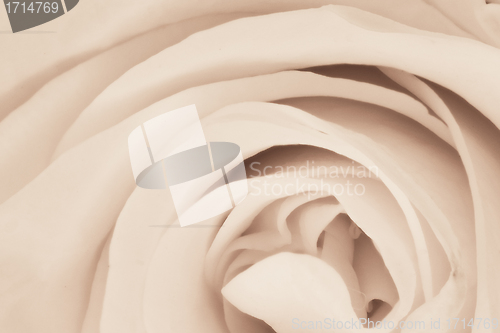 Image of white rose close up