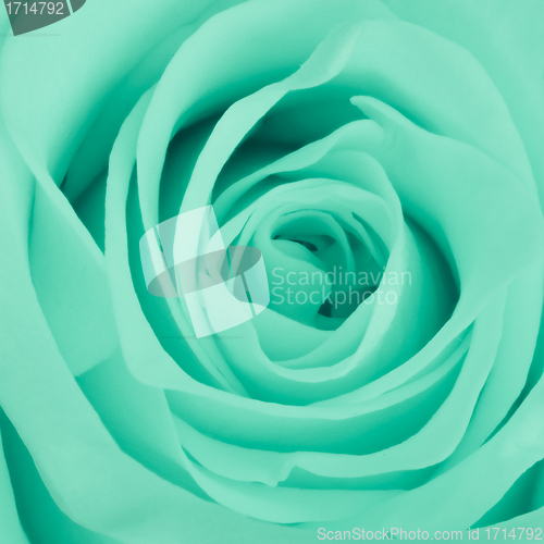 Image of green rose close up