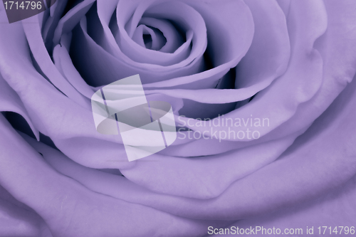 Image of violet rose close up