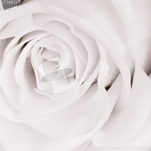 Image of white rose close up