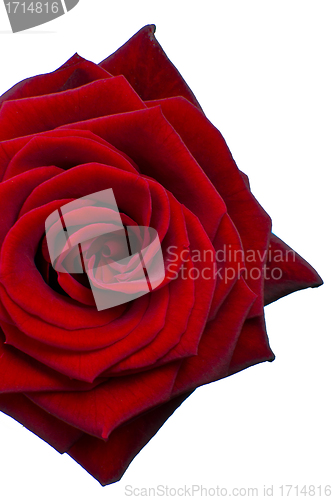 Image of red rose