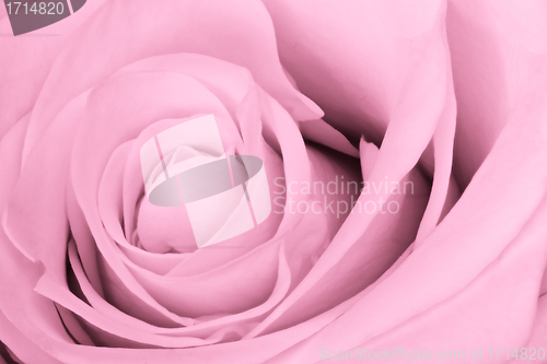 Image of pink rose close up