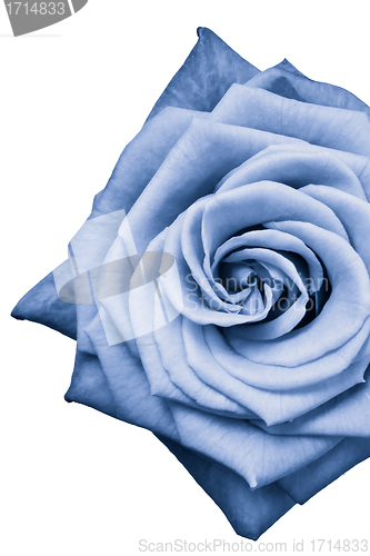 Image of blue rose