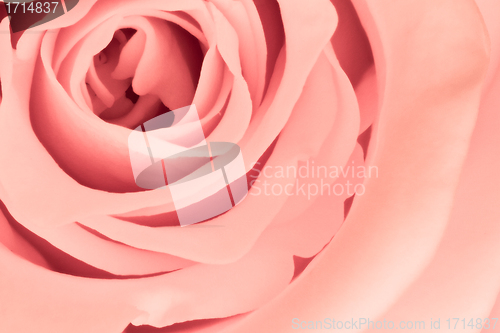Image of pink rose close up