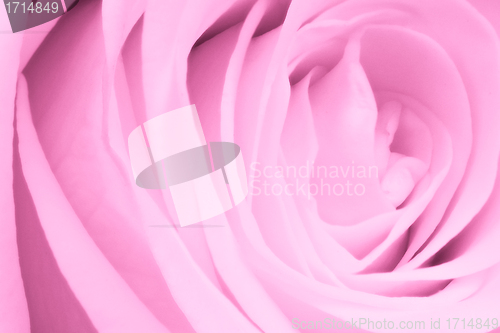 Image of pink rose close up