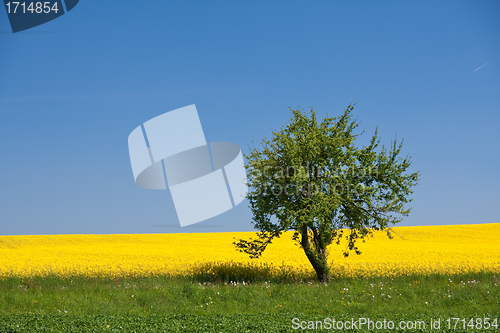 Image of rape field