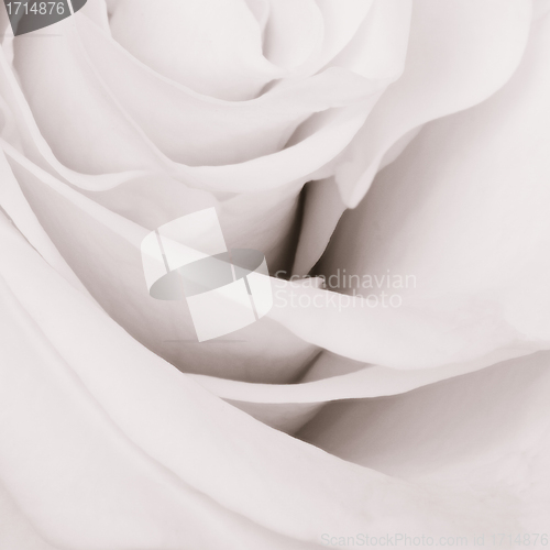 Image of white rose close up