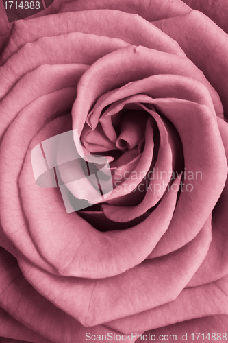 Image of pink rose