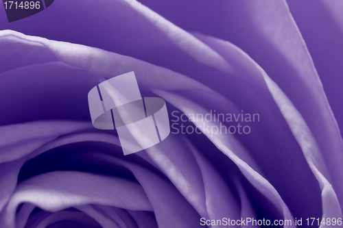 Image of violet rose macro