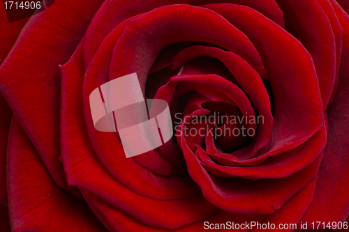 Image of red rose