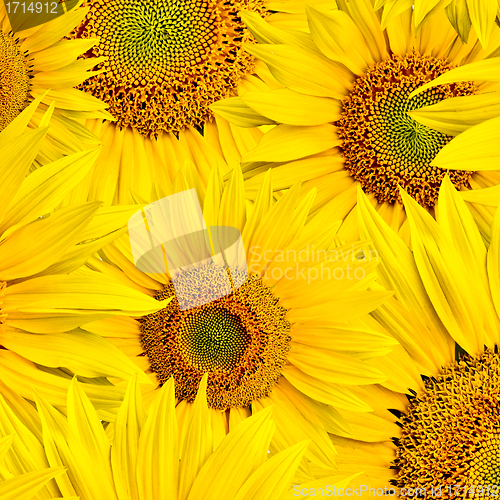 Image of sunflower background