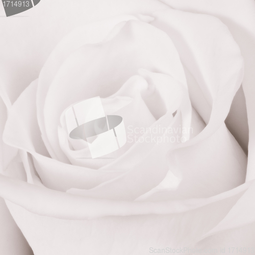 Image of white rose close up