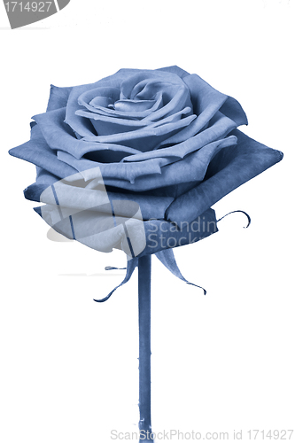 Image of blue rose