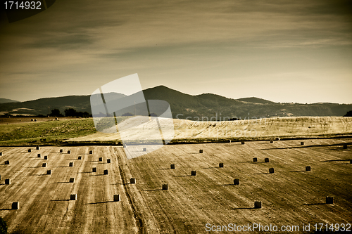 Image of Typical Tuscan landscape