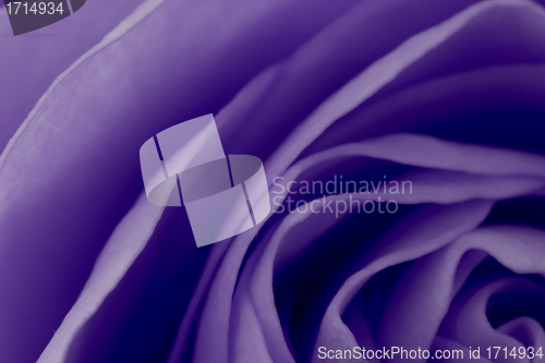 Image of violet rose macro