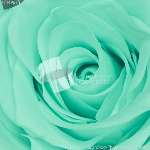 Image of green rose close up