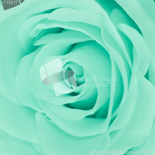 Image of green rose close up