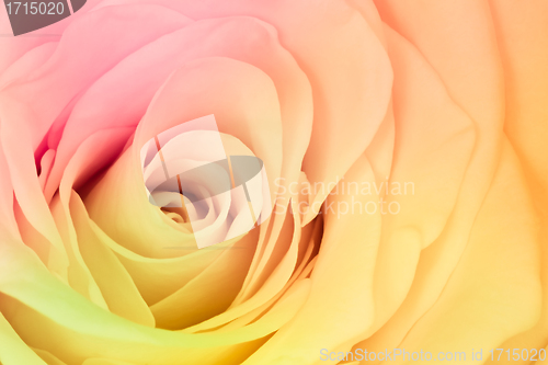 Image of multicolor rose