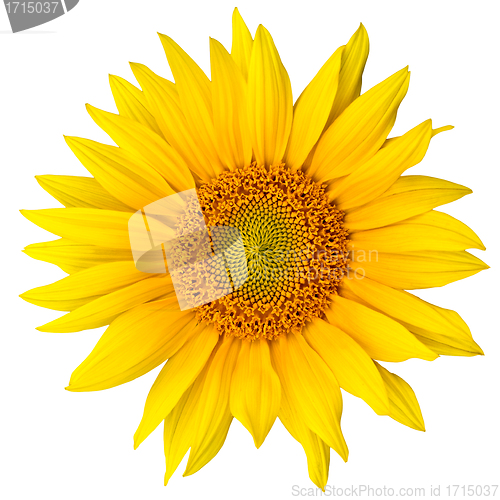 Image of sunflower
