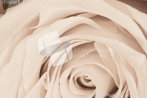 Image of white rose close up