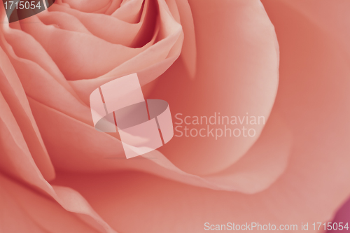 Image of pink rose macro