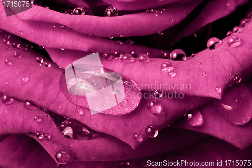 Image of pink rose