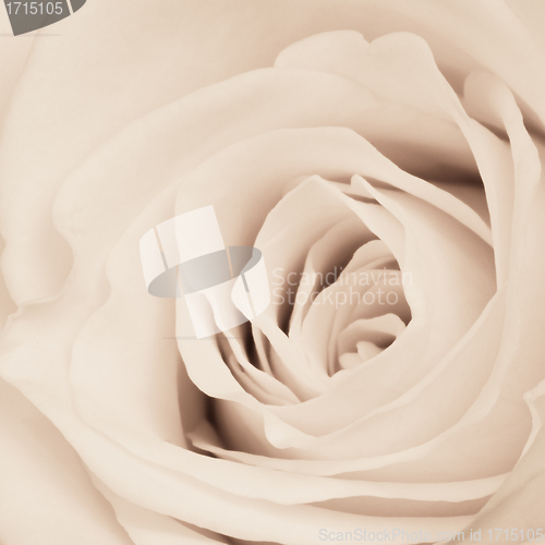 Image of white rose close up