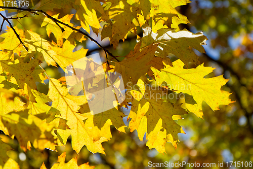 Image of autumn foliage