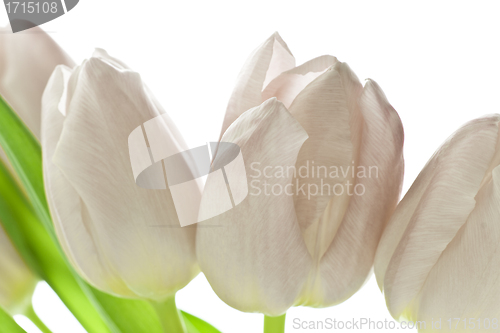 Image of tulips