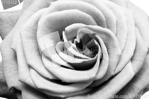 Image of white rose