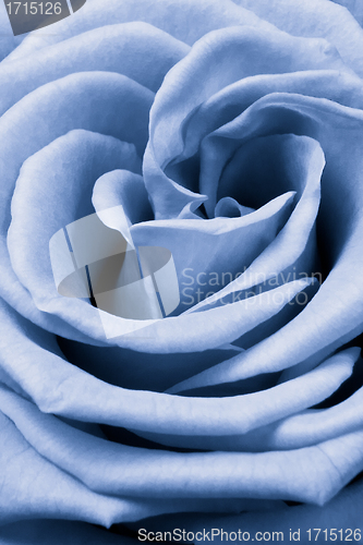 Image of blue rose