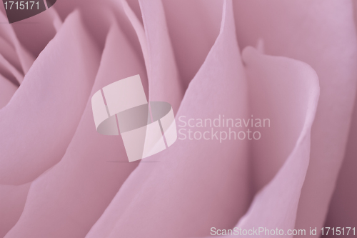 Image of pink rose macro